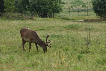 Naklejka na ściany i meble deer in the middle of meadows