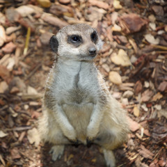 Fototapeta premium Meerkat, suricata suricatta, on guard at zoo, Colour Photo, Alentejo, Portugal