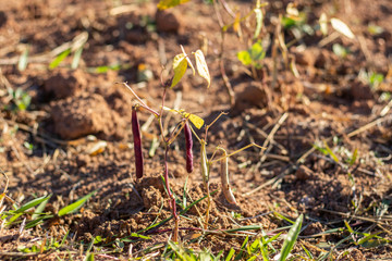 green bean plantation on the farm