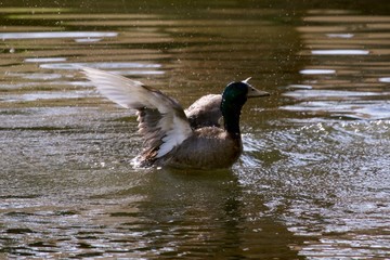 duck