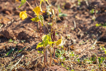 green bean plantation on the farm