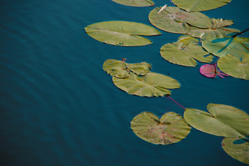 lotus leafs in water background