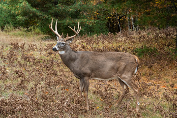 Naklejka na ściany i meble Large Buck Whitetailed deer in forest