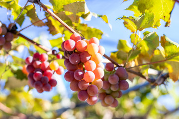 Bunches of red grapes (Rosada) from Vineyard. Grape harvest.