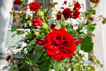 rote Rosen am Circus in der Rosenstadt Putbus, Rügen