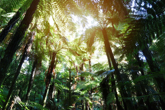 Fototapeta Canopy of jungle