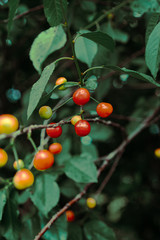 ripening cherry on tree branches