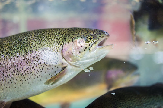 Steelhead Trout Or Rainbow Trout Close-up Floating Under Water Background