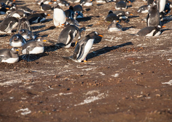 a group of gentoo penguins in the late afternoon sun on sea lion island, falkland islands with some sitting on their eggs