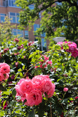 flowers in the garden