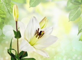 Fototapeta na wymiar Beautiful white lily flower on blurred background