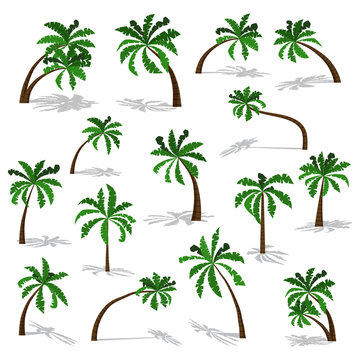 Green palm trees set with shadow isolated on white background. Vector illustration in cartoon flat style. Elements collection for graphic design.