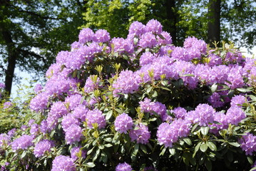 Obraz premium pink flowers with trees