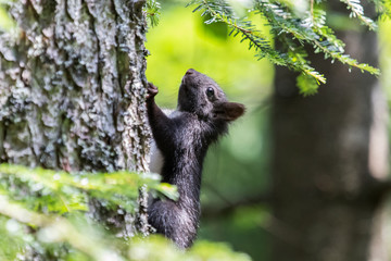 Schwarzes Eichhörnchen im Bayrischen Wald (Arber, Sollerbach, Sollerbachfälle, Lohberg, Osser)