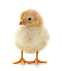 Small yellow chicken.