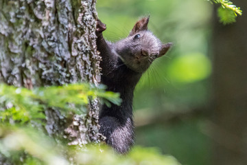 Schwarzes Eichhörnchen im Bayrischen Wald (Arber, Sollerbach, Sollerbachfälle, Lohberg, Osser)