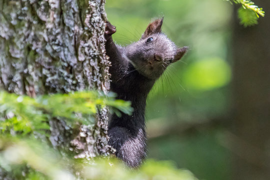 Schwarzes Eichh&ouml;rnchen im Bayrischen Wald (Arber, Sollerbach, Sollerbachf&auml;lle, Lohberg, Osser)