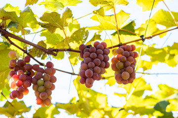 Bunches of red grapes (Rosada) from Vineyard. Grape harvest.