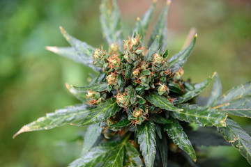 Cultivation outdoors Medical Marijuana