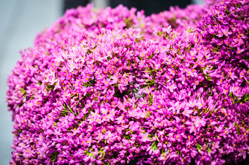 natural flowers close up within the spanish parks