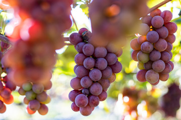 Bunches of red grapes (Rosada) from Vineyard. Grape harvest.