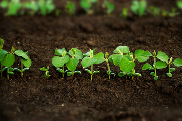 Field of young shoots of soy. Rows of soybean plants growing in the field. Selective focus.