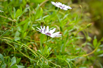 natural flowers close up within the spanish parks