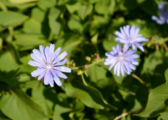 Flowers of common succory (Cichorium intybus L.)