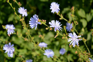 Blossoming of common succory (Cichorium intybus L.)