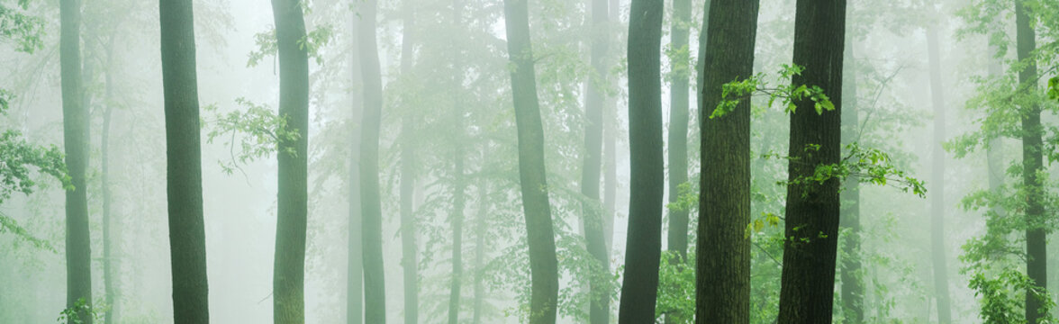 Panorama of Beech and Oak Forest in Thick Fog