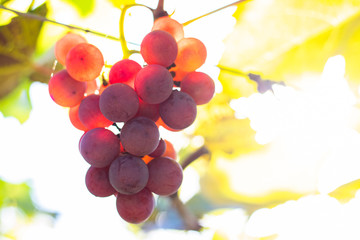 Bunch of red grapes (Rosada) from Vineyard. Grape harvest.