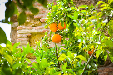 natural flowers close up within the spanish parks