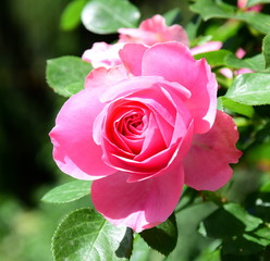 Rosen - Rosenbusch - Kletterrosen im Bauerngarten in der Farbe Rosa