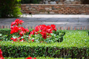 natural flowers close up within the spanish parks