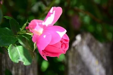 Rosen - Rosenbusch - Kletterrosen im Bauerngarten in der Farbe Rosa