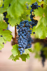 red wine grapes on the vine