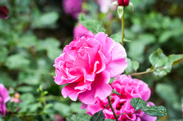 natural flowers close up within the spanish parks