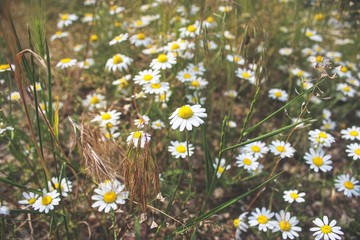 field of daisies