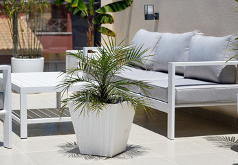 Corner of relaxation, modern furniture, empty grey couch wooden white washed table big potted plant...