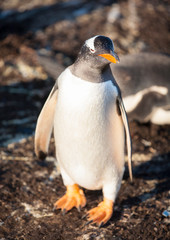 gentoo penguin looking after egg in colony on sea lion island, falkland islands in the setting sun