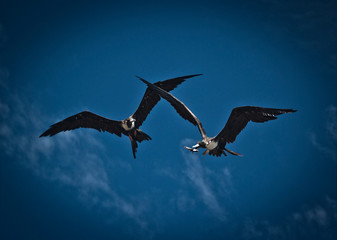 En pleno vuelo