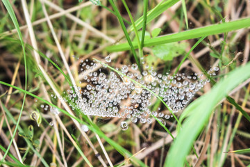 Natural spider web (cobweb) in morning light with dew drops.