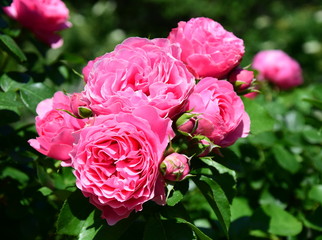 Rosen - Rosenbusch - Kletterrosen im Bauerngarten in der Farbe Rosa