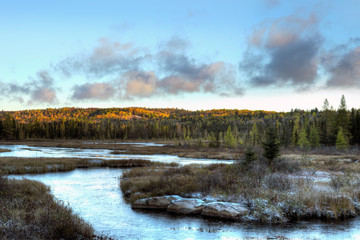 River running through Marshland with fall coloured Tamarack trees Opeongo Road Algonquin Park Ontario Canada Tamarack Trees 