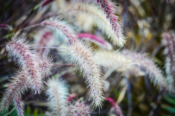 natural flowers close up within the spanish parks