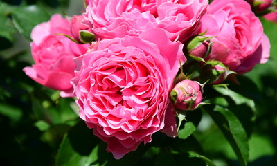 Rosen - Rosenbusch in der Farbe Rosa - Kletterrosen im Garten