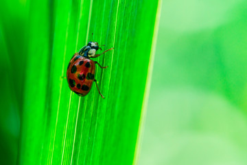 Macro photo, close up, insect, Ladybug walks down on a leaf, Coccinellidae, Arthropoda, Coleoptera, Cucujiformia, Polyphaga