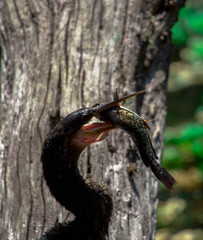 Anhinga Swamp Water Bird Eating a Fish 