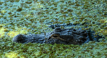 Naklejka premium Alligator in the Swamp 