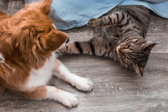 Cat and dog are lying on the floor in an apartment together. Closeup portrait.